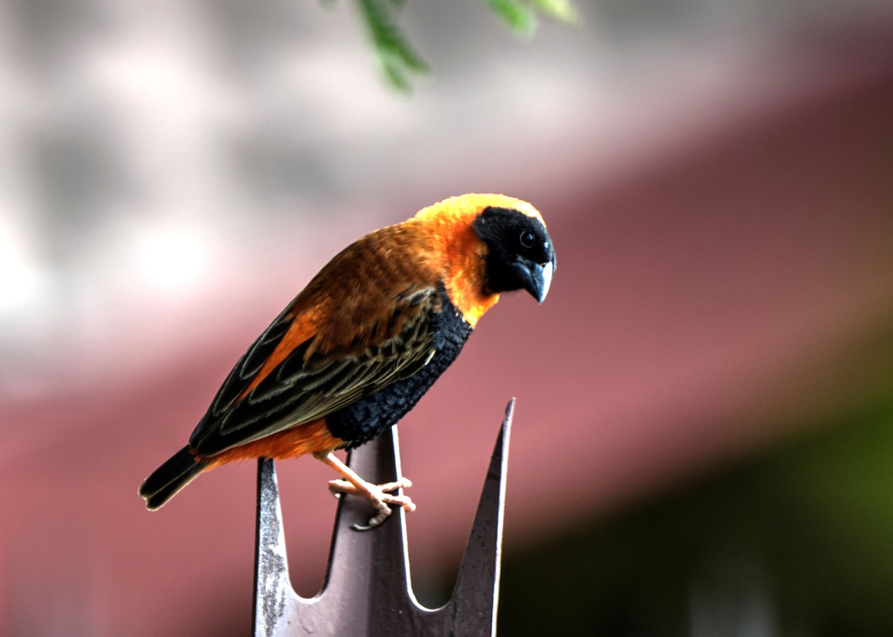 Image - finch bird garden nature