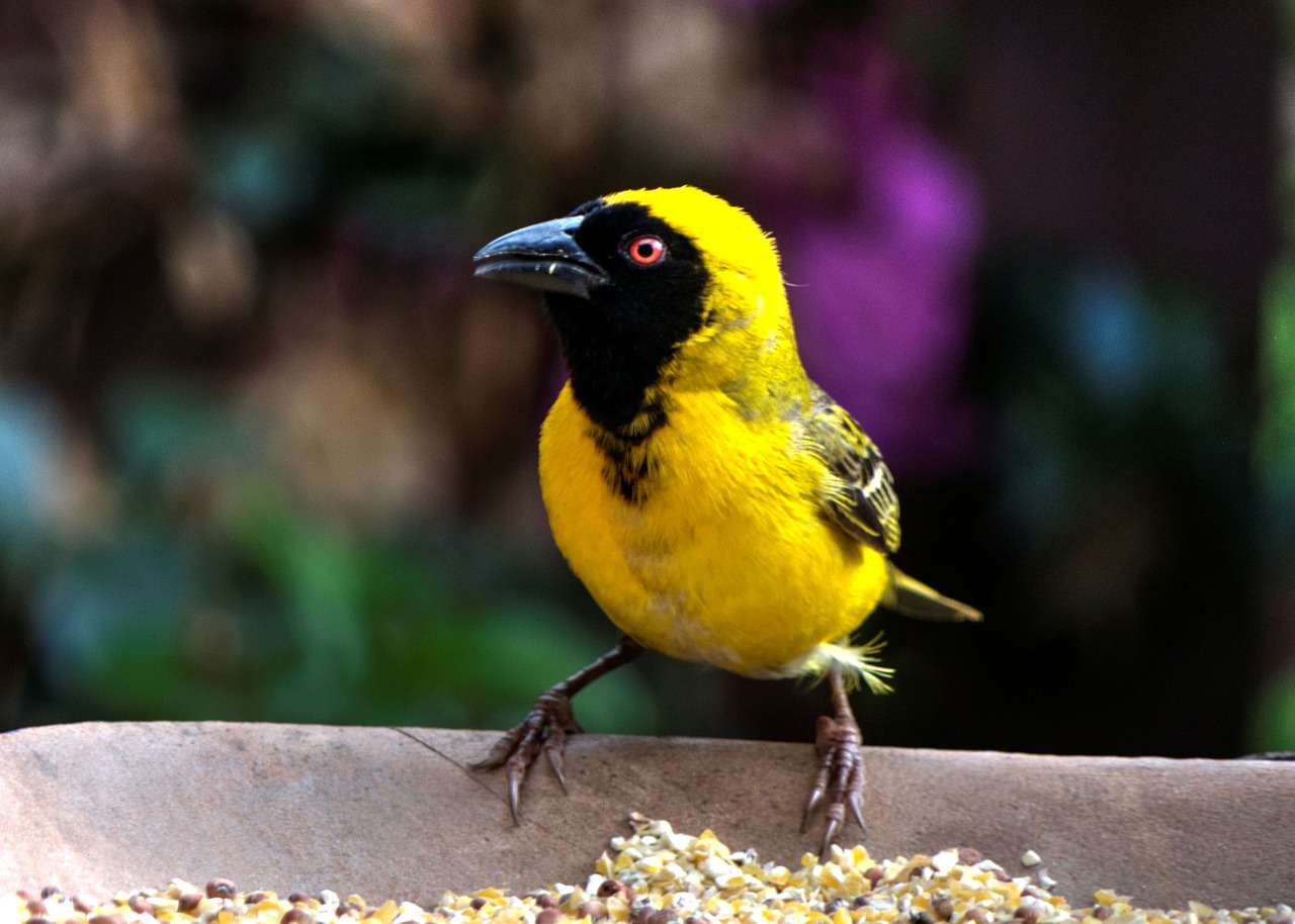 Image - yellow finch bird nature garden