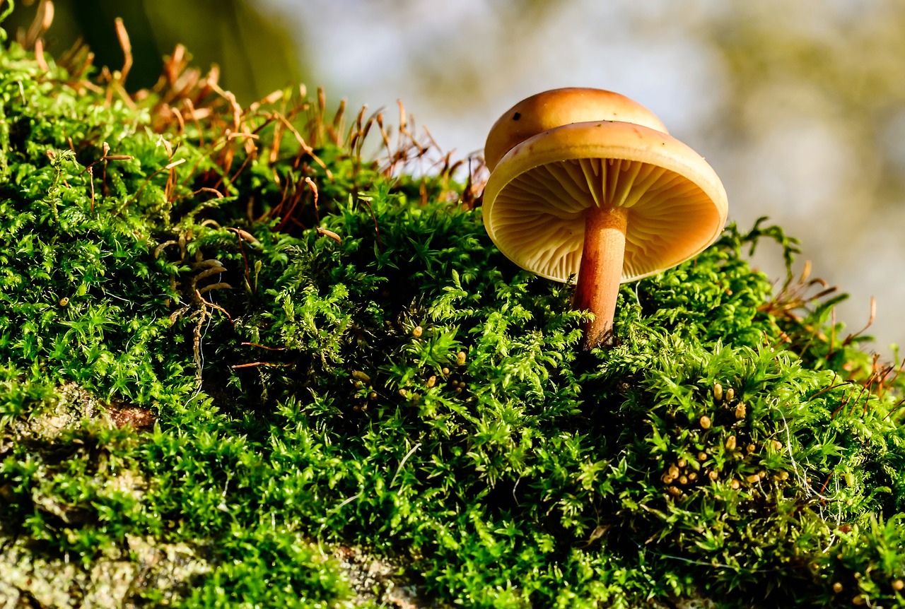 Image - mushrooms moss autumn in the forest