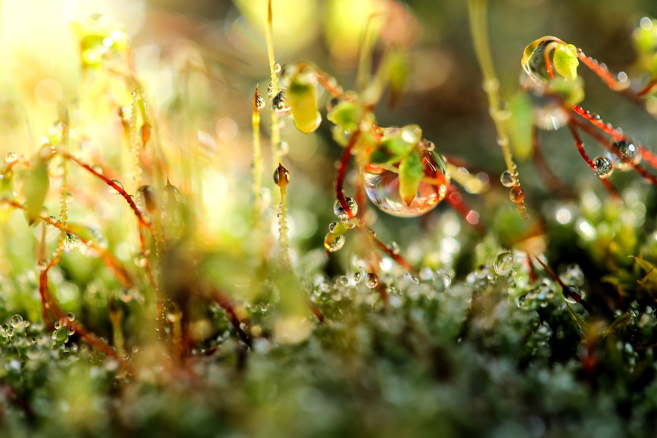 Image - moss dew drop just add water