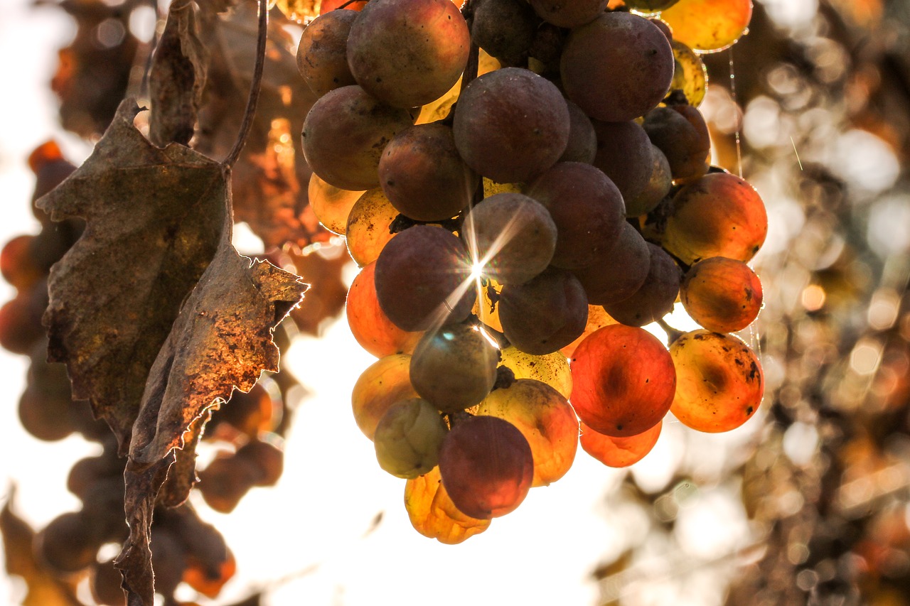 Image - grape autumn sunlight autumn colors