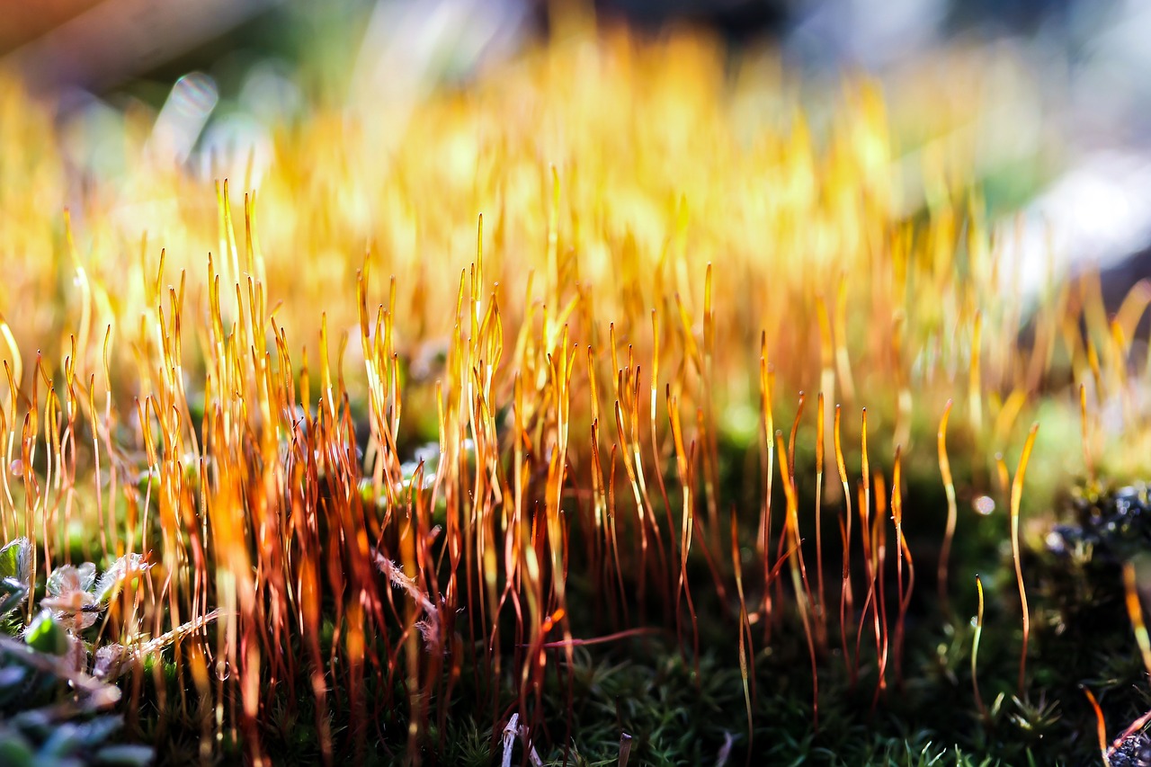 Image - moss plant nature macro colors