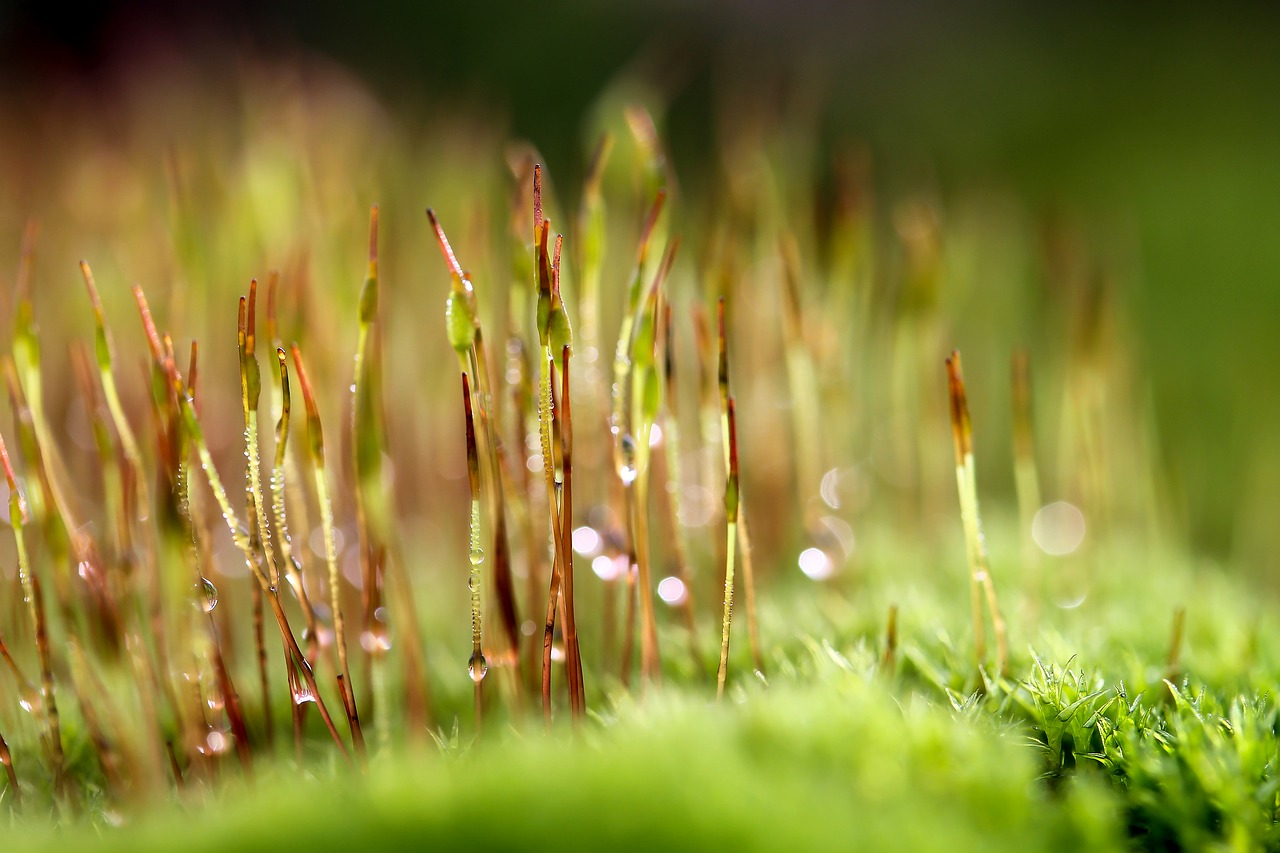 Image - moss macro moss flower plant