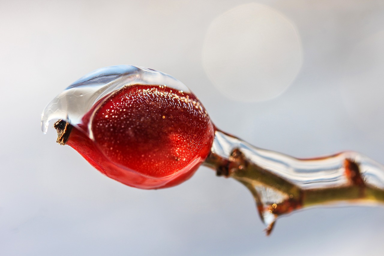 Image - rosehips ice winter brian crop