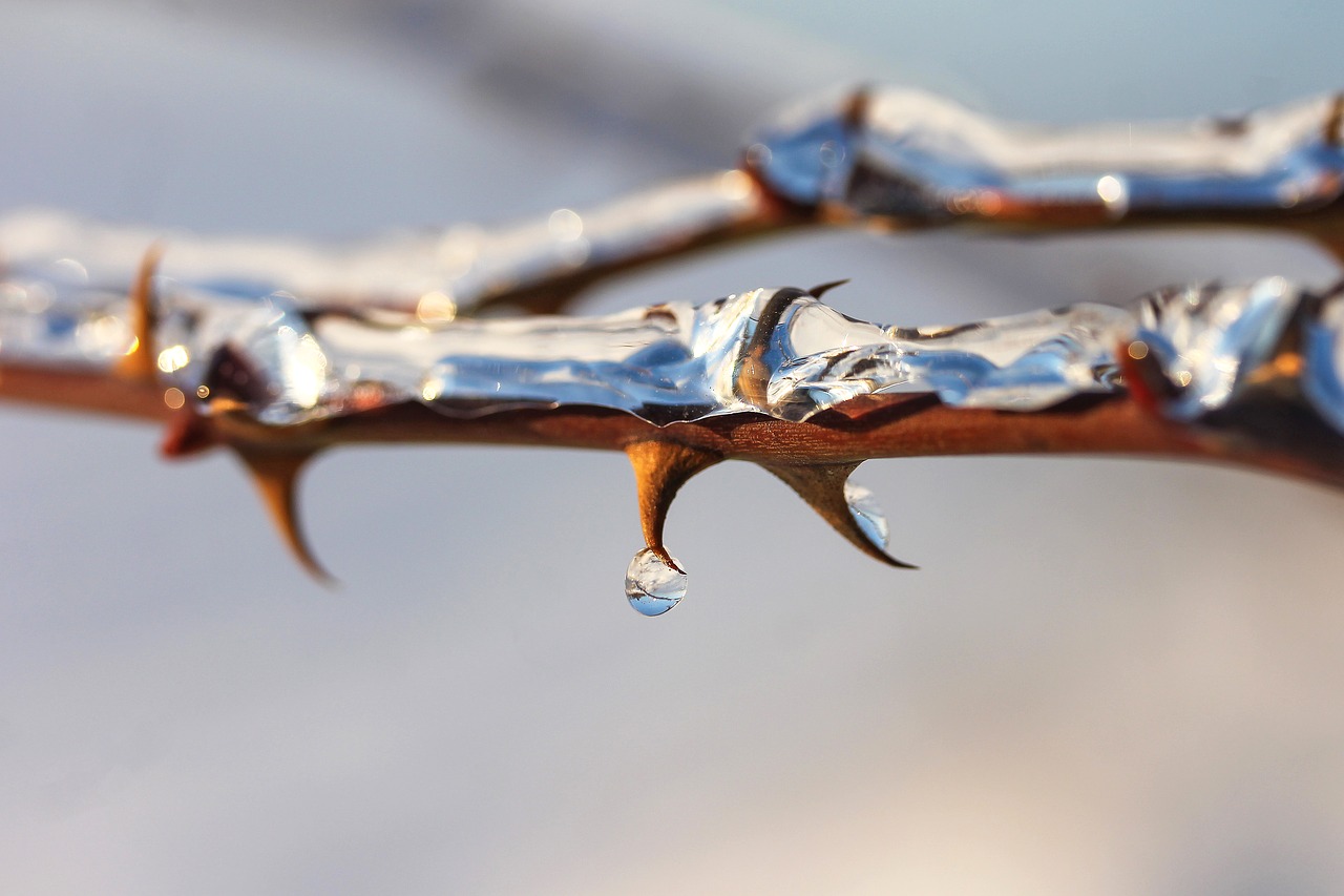 Image - thorn brian ice winter nature