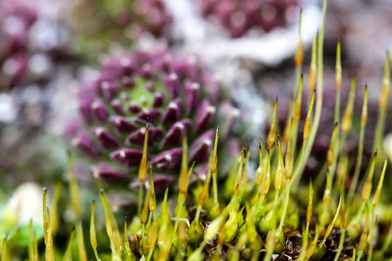 Image - moss moss flower stonecrop plant