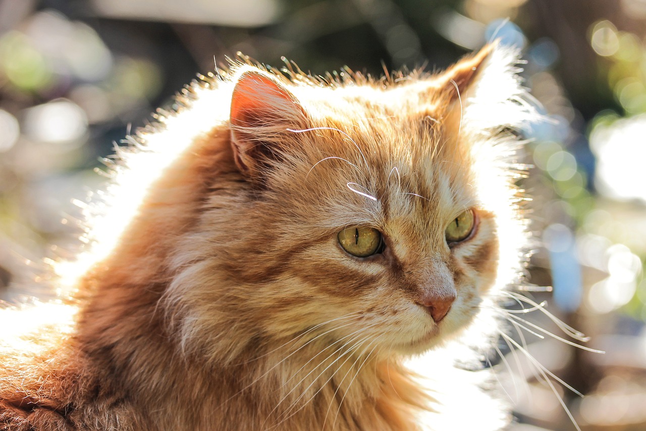 Image - cat animal backlight red cat