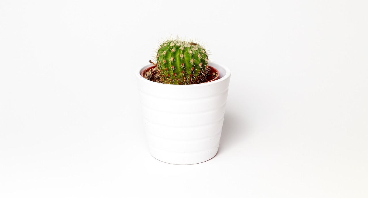 Image - cactus minimalism plant pot white