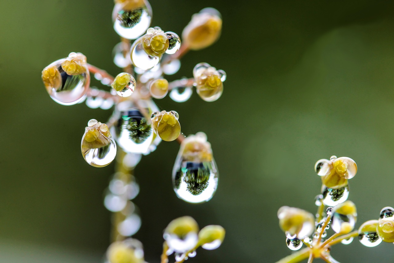 Image - just add water flower macro nature