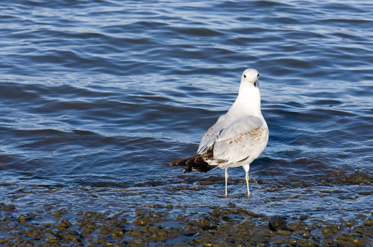 Image - animals bird blue color nature