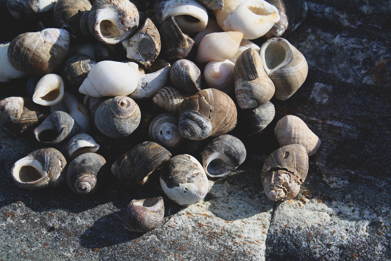 Image - ocean rock sea shells shells