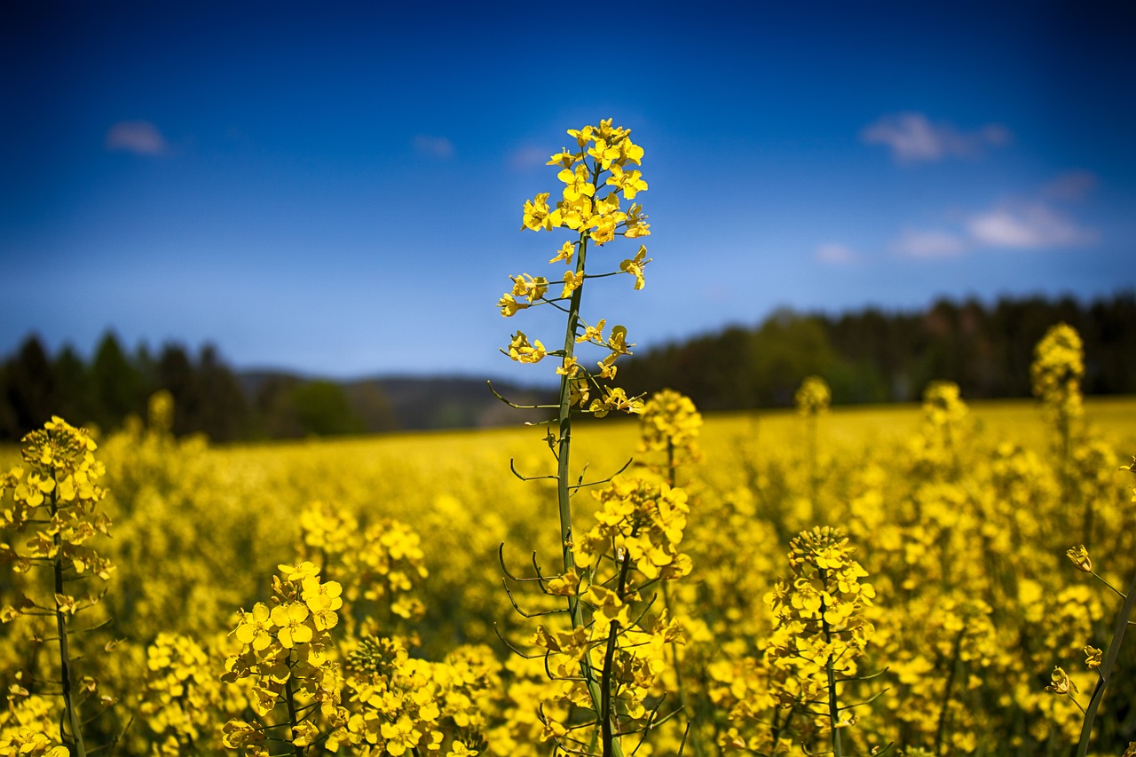 Image - field nature plants rapeseed