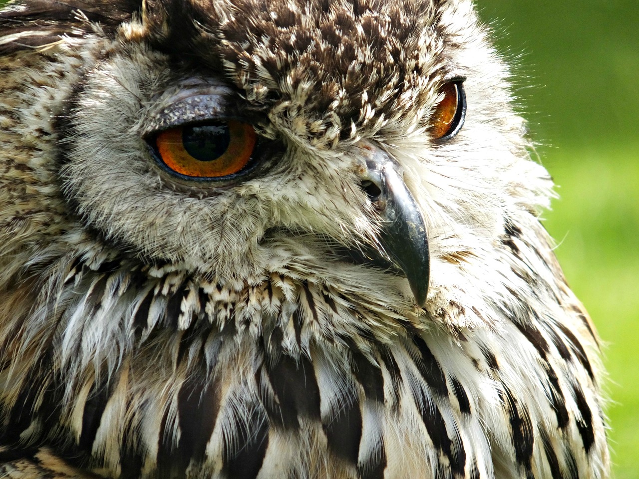 Image - animal bird close up macro owl