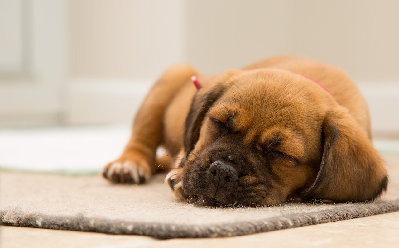 Image - animal cute dog pet puppy