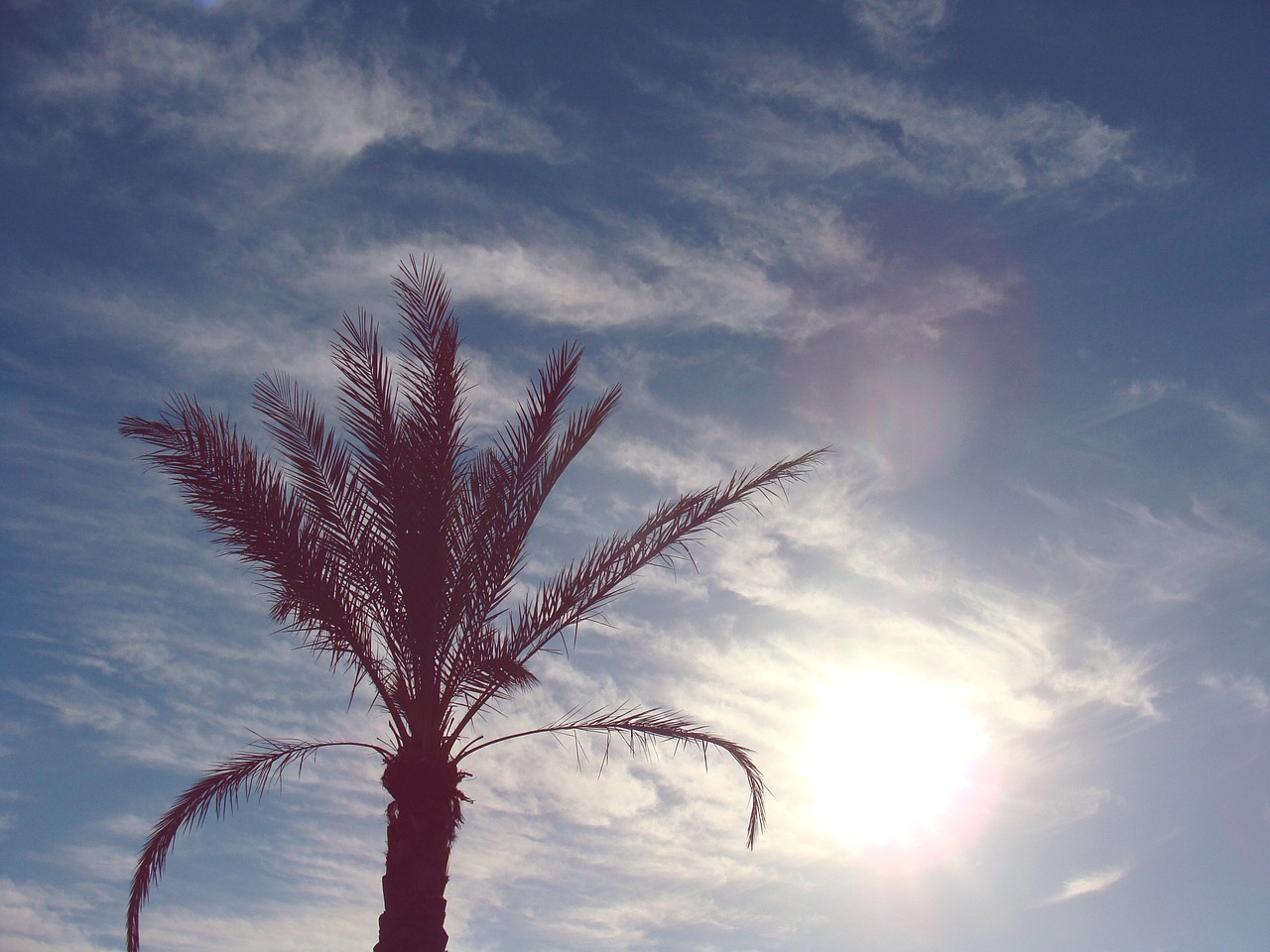 Image - clouds palm tree sky sun sunny
