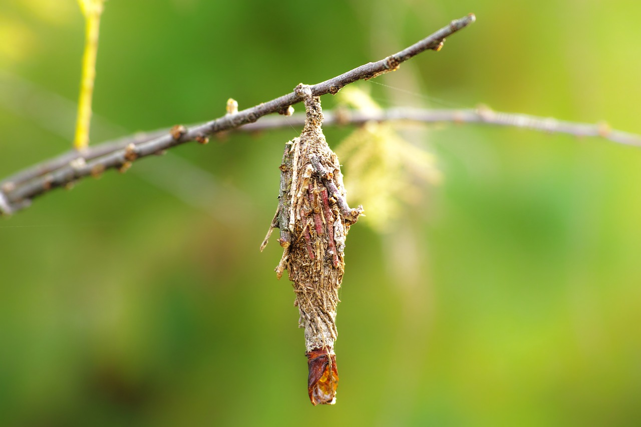 Image - bagworm larva wood moth