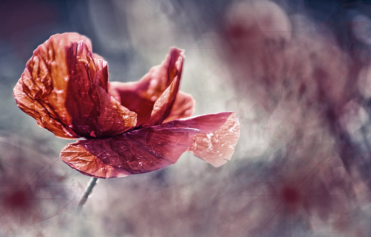 Image - poppy garden field