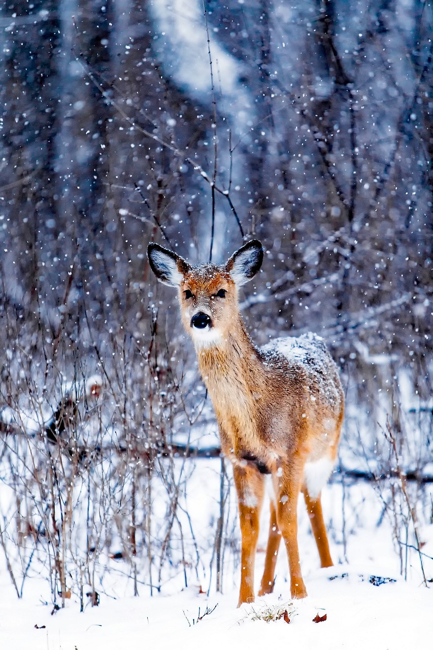 Image - winter snow deer animal wildlife