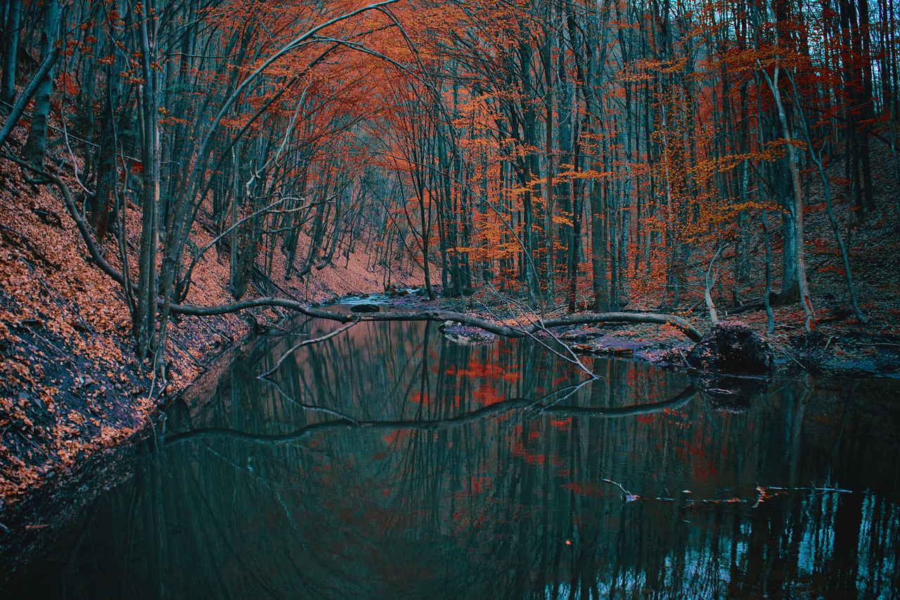 Image - autumn forest nature river trees