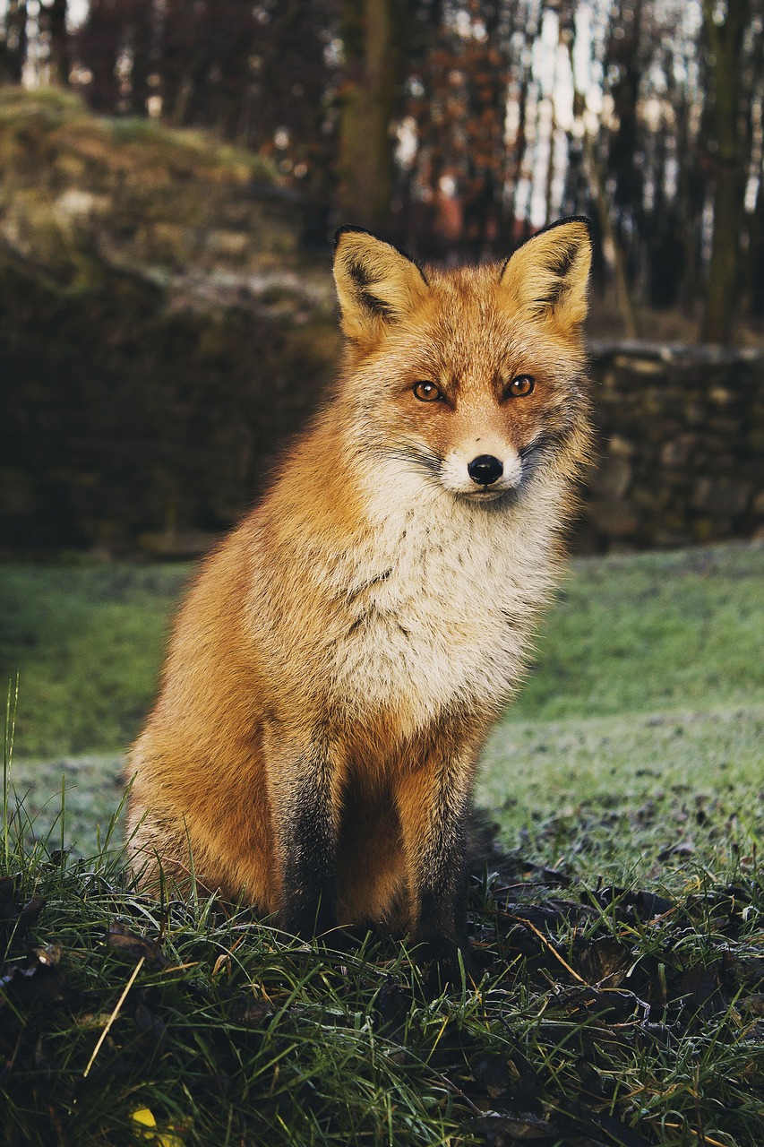 Image - animal animal photography fox