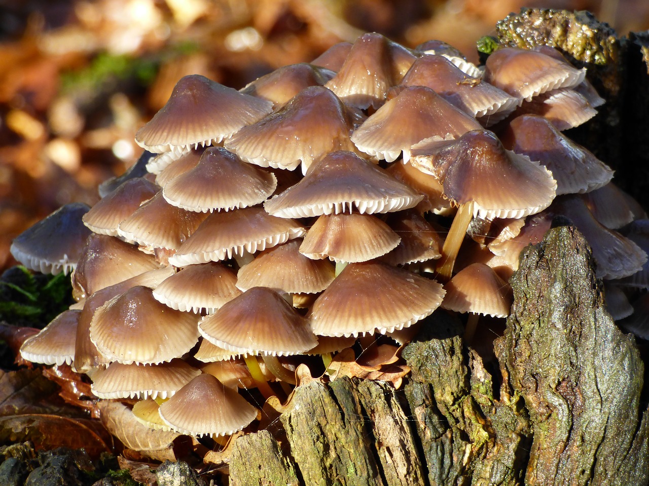 Image - fall mushrooms strain forest wood