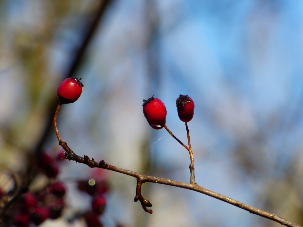 Image - fall sky blue berries red nature