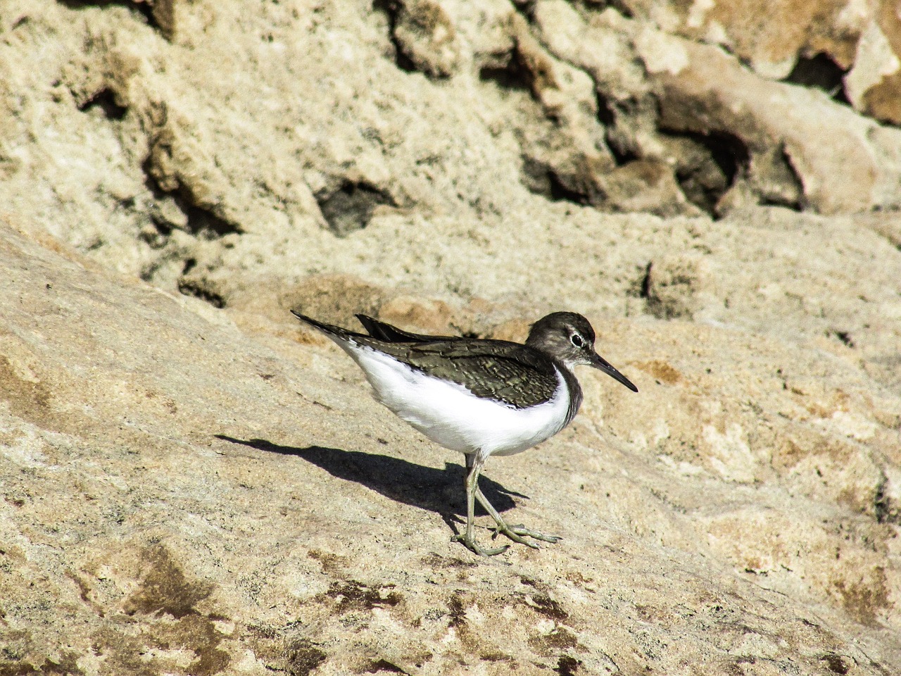 Image - stint seabird migratory nature