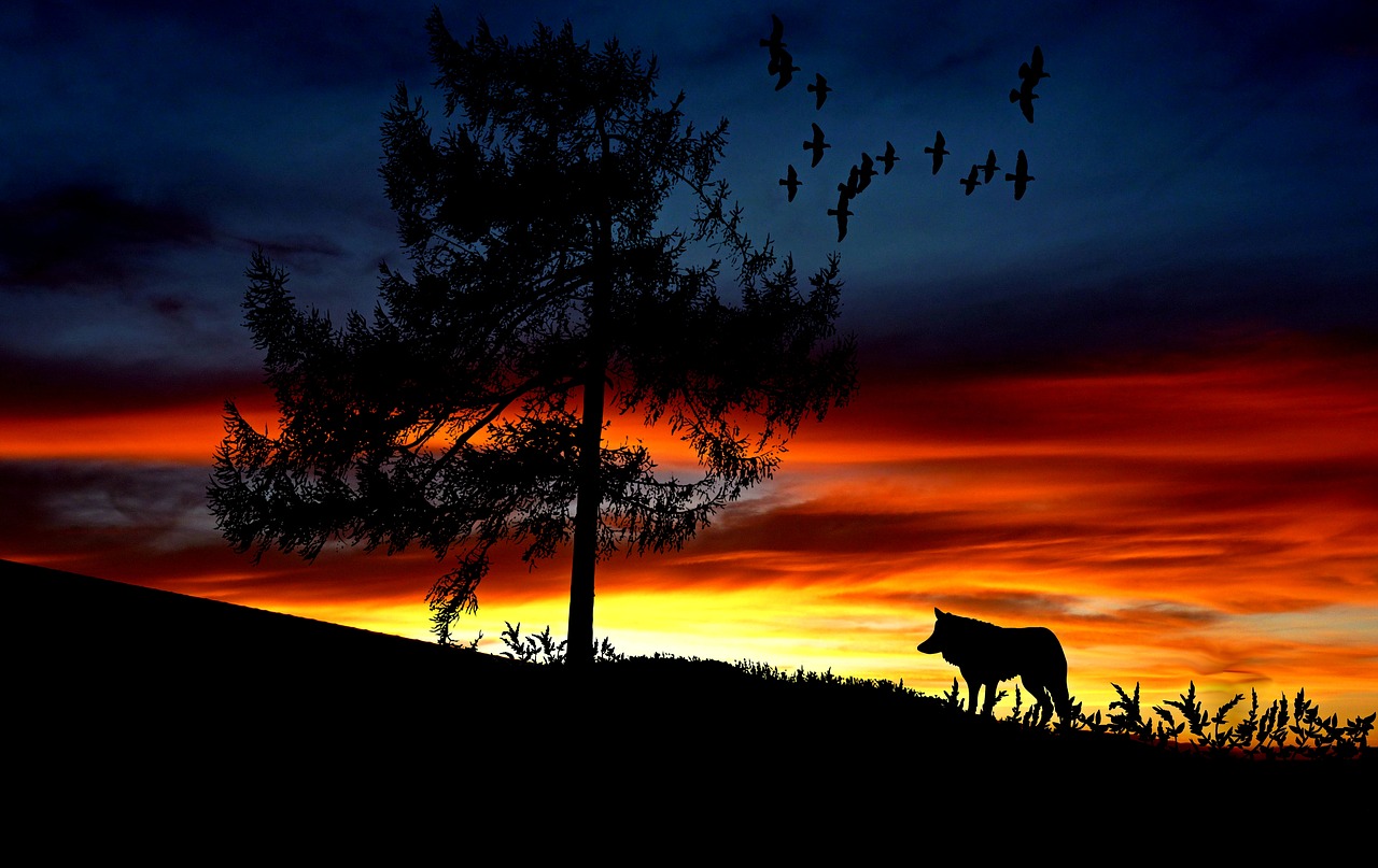 Image - wolf animal sunset landscape