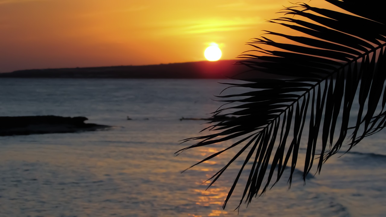 Image - palm tree branch leaves dusk