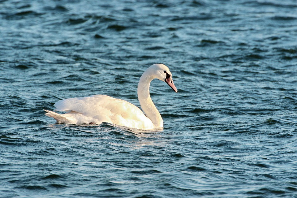Image - swan water swim bird water bird