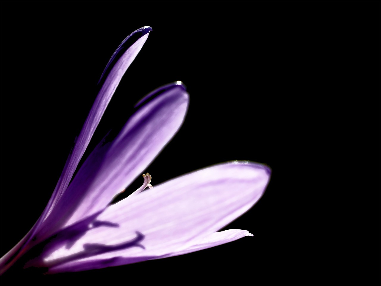 Image - crocus flower blossom bloom bloom