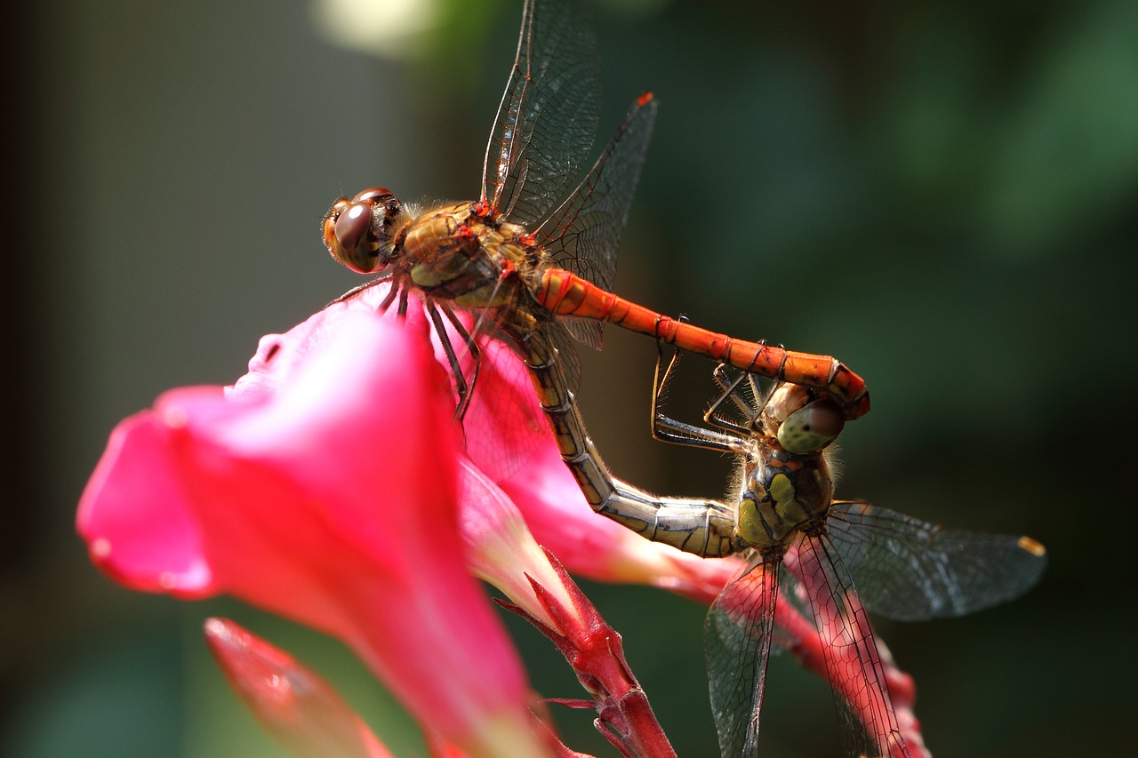 Image - dragonfly wasserjungfer bug love