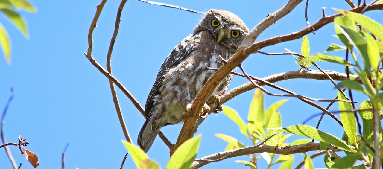 Image - owl tree predator wildlife perched
