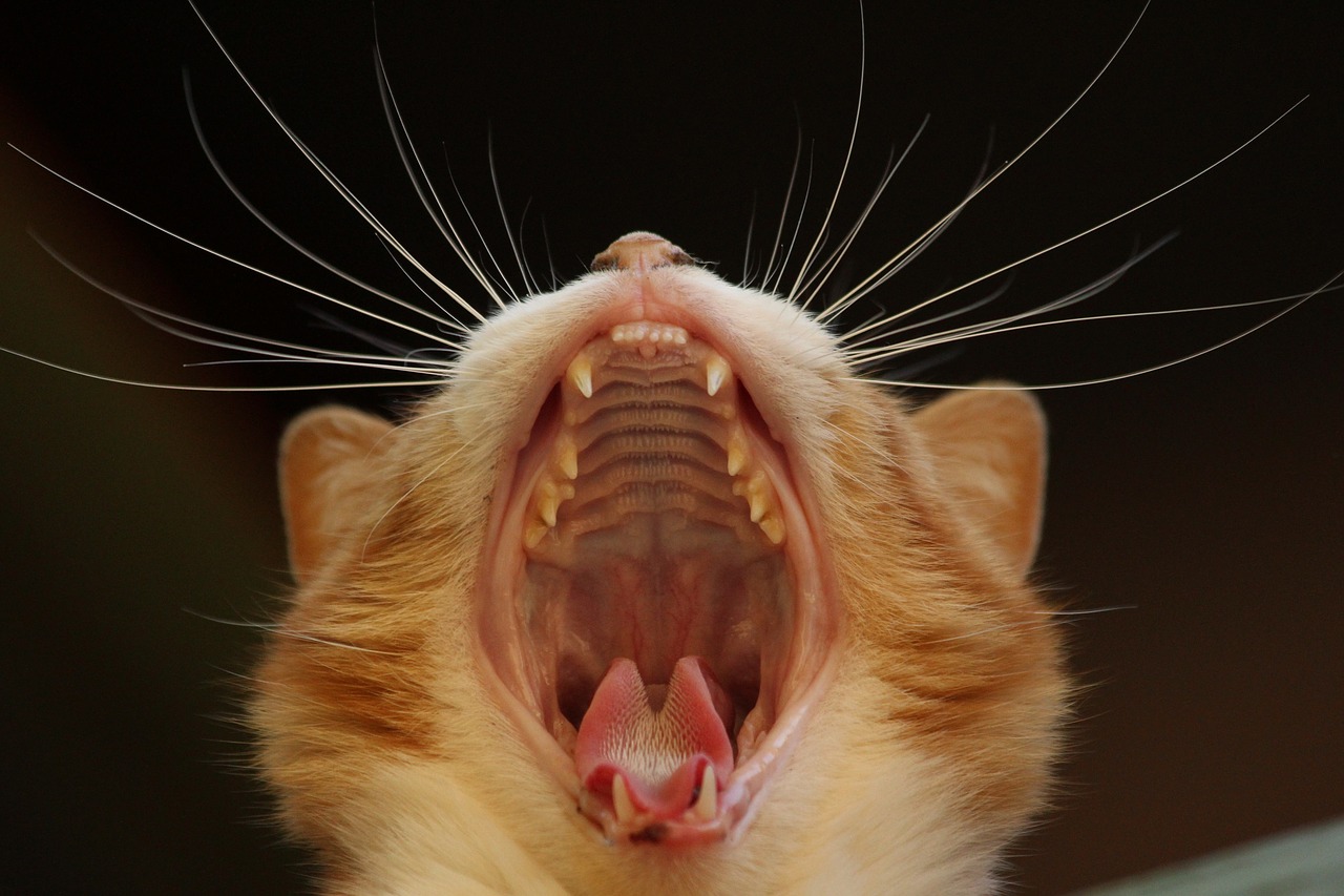 Image - cat yawn feline close up whiskers