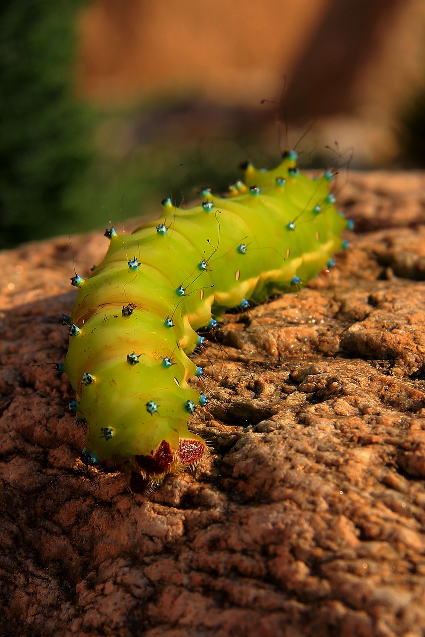 Image - caterpillar saturnia pyri martinac