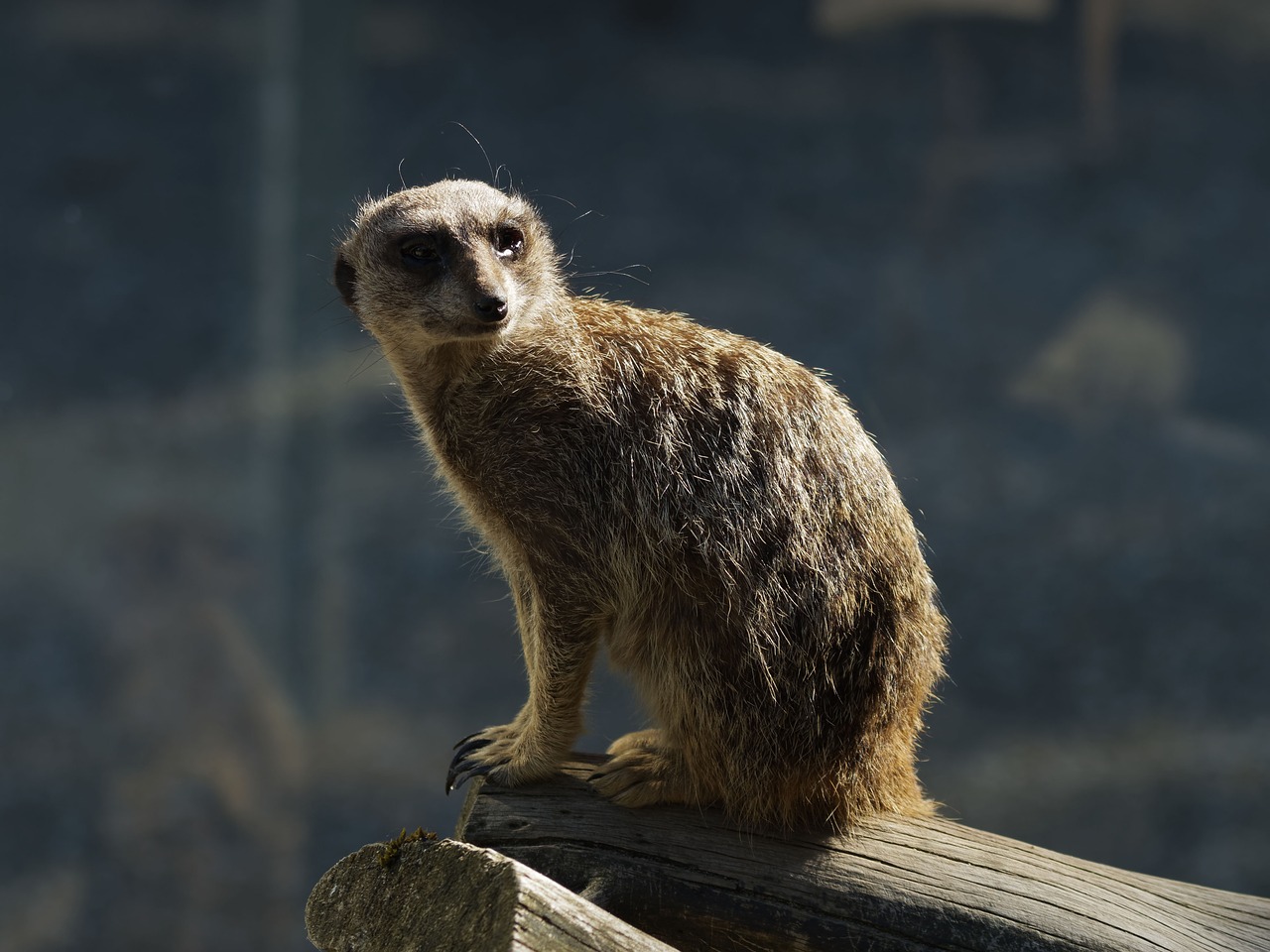 Image - animal suricate suricata mammals