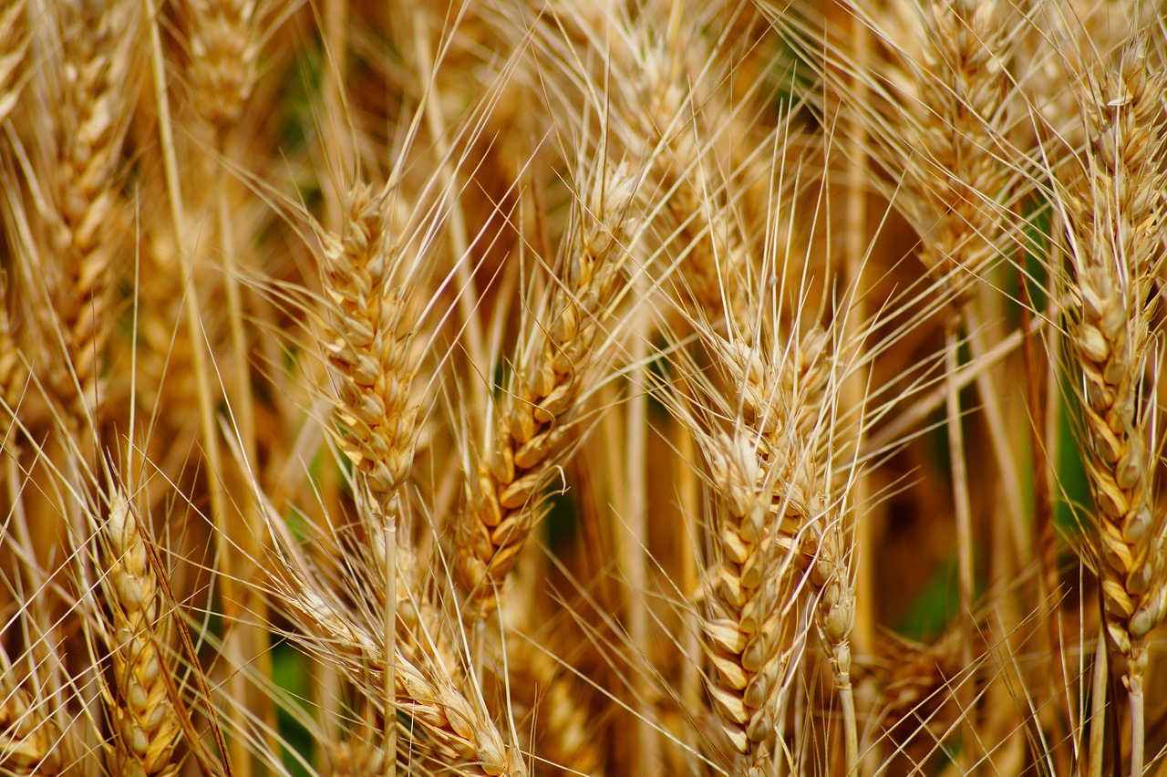 Image - wheat fields cereals epi