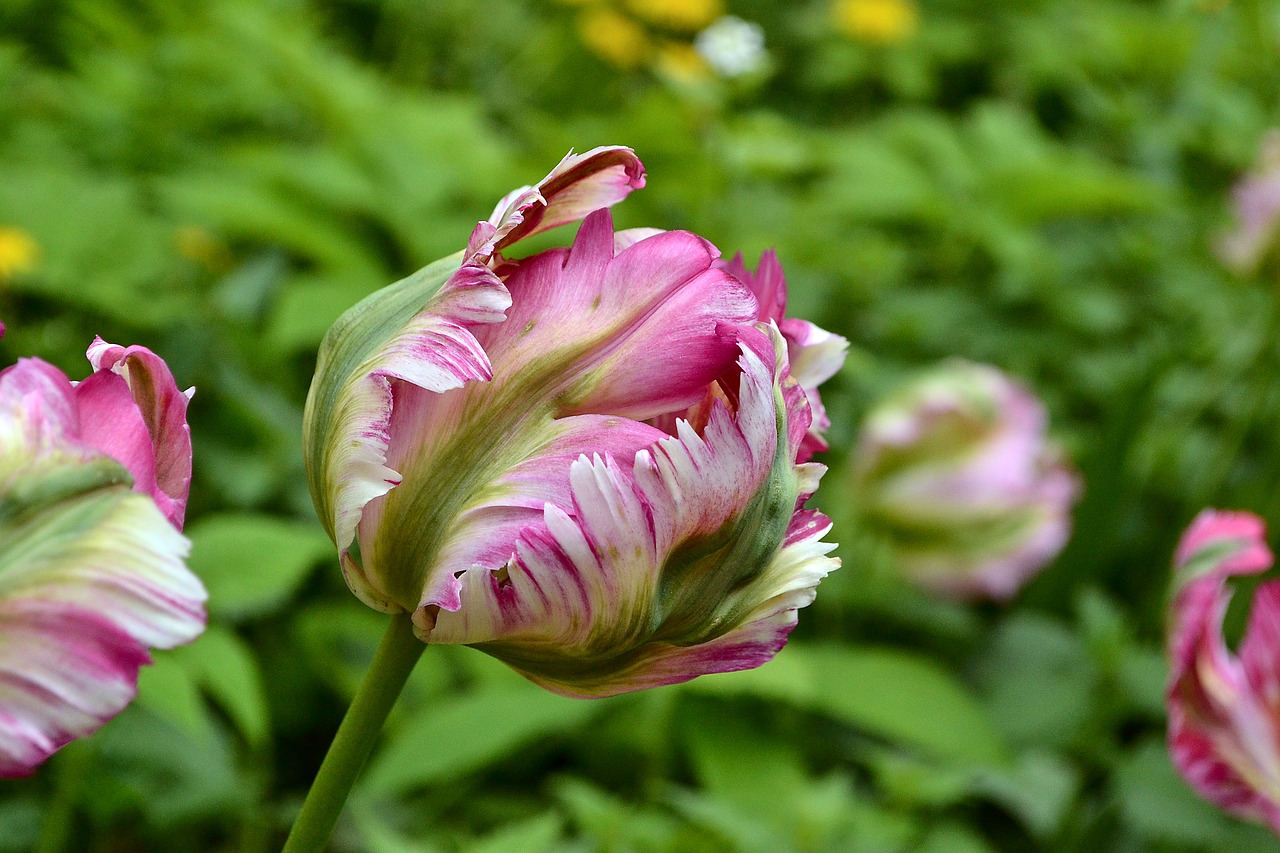 Image - flowers tulips holland spring