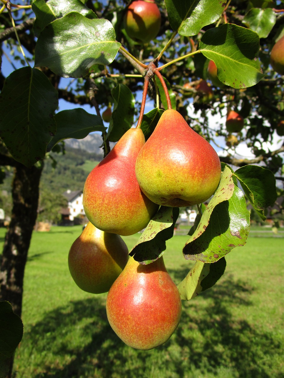 Image - pear fruit juicy tasty food eat