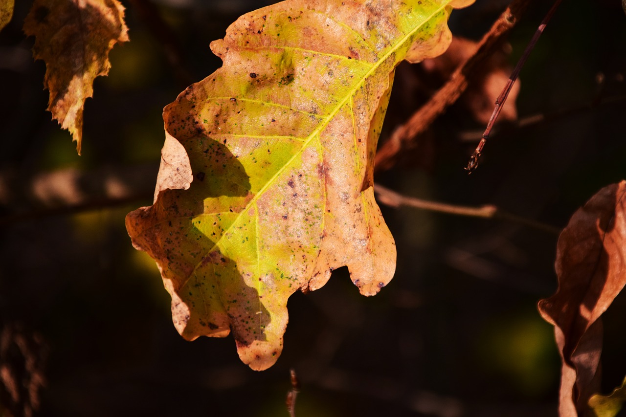 Image - leaf autumn leaves dry oak leaf