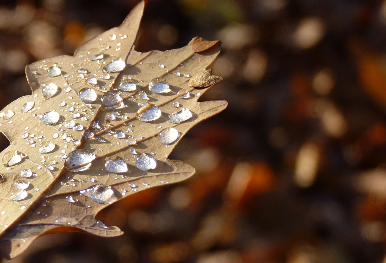 Image - leaf autumn drop of water dew