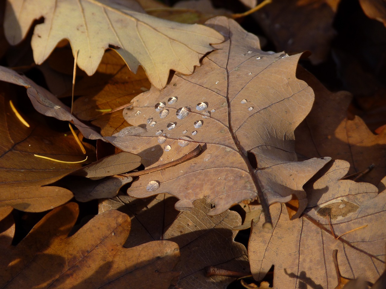 Image - leaf autumn drop of water dew