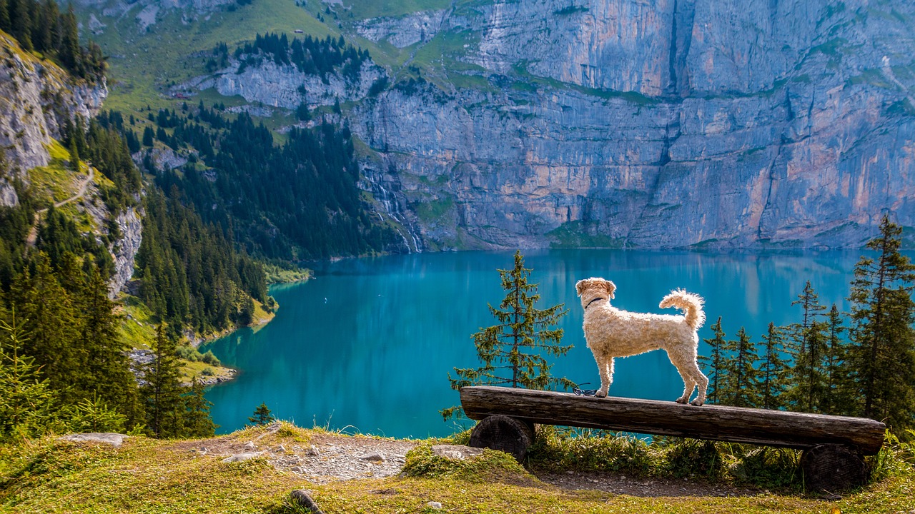Image - view bergsee bank dog