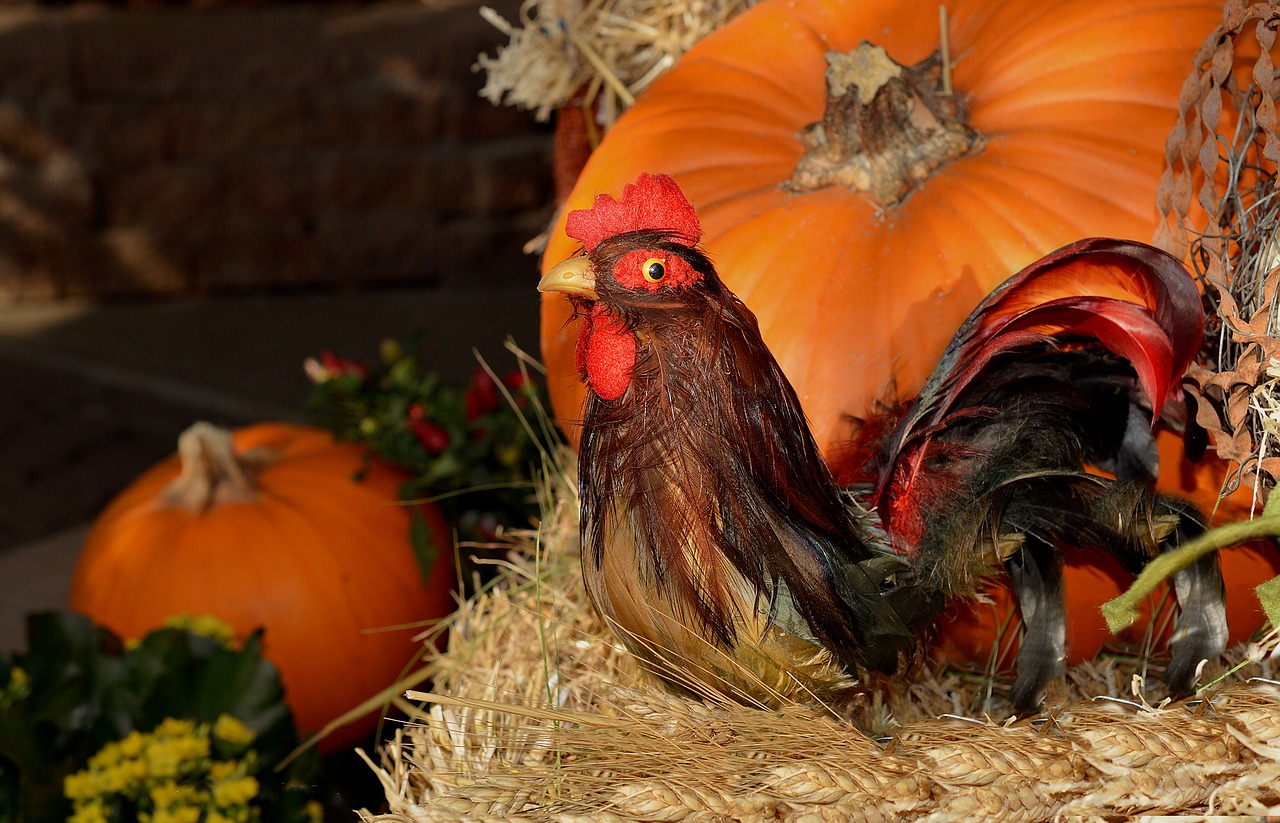 Image - rooster pumpkin thanksgiving