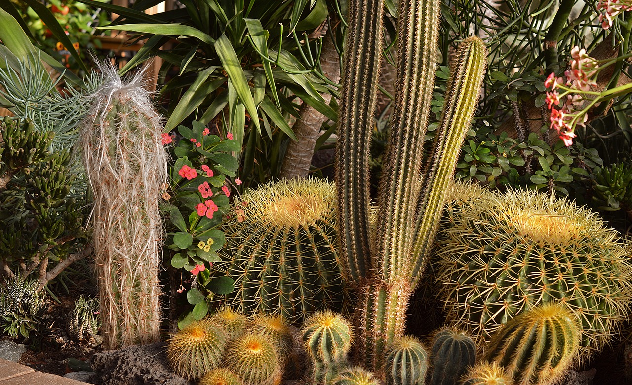 Image - cactus cacti garden desert botany