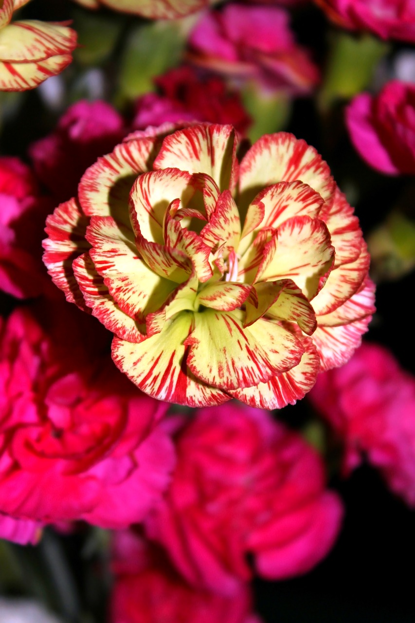 Image - flower carnation baby carnation