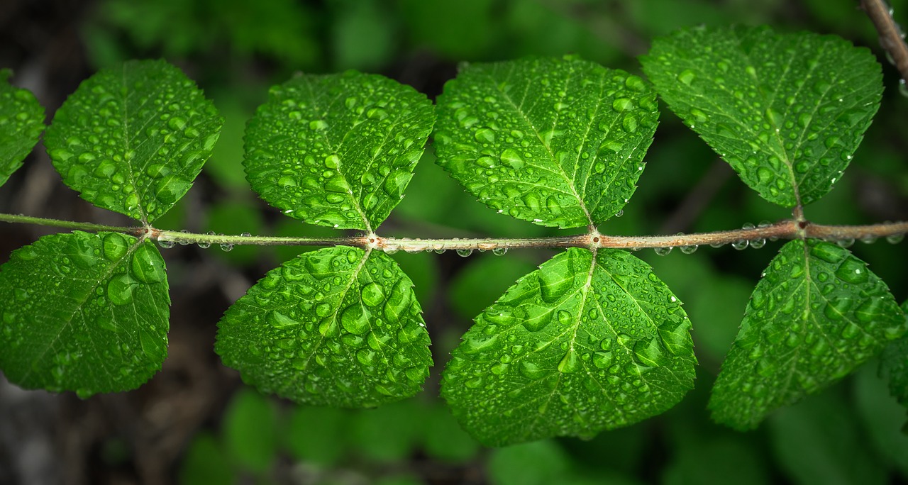 Image - the leaves plants hwalyeob nature
