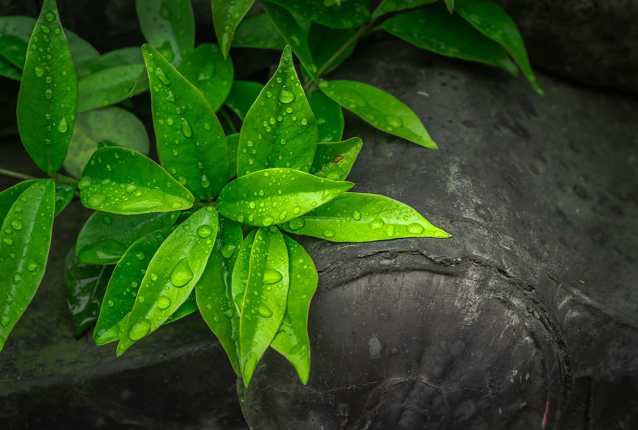 Image - the leaves plants hwalyeob nature