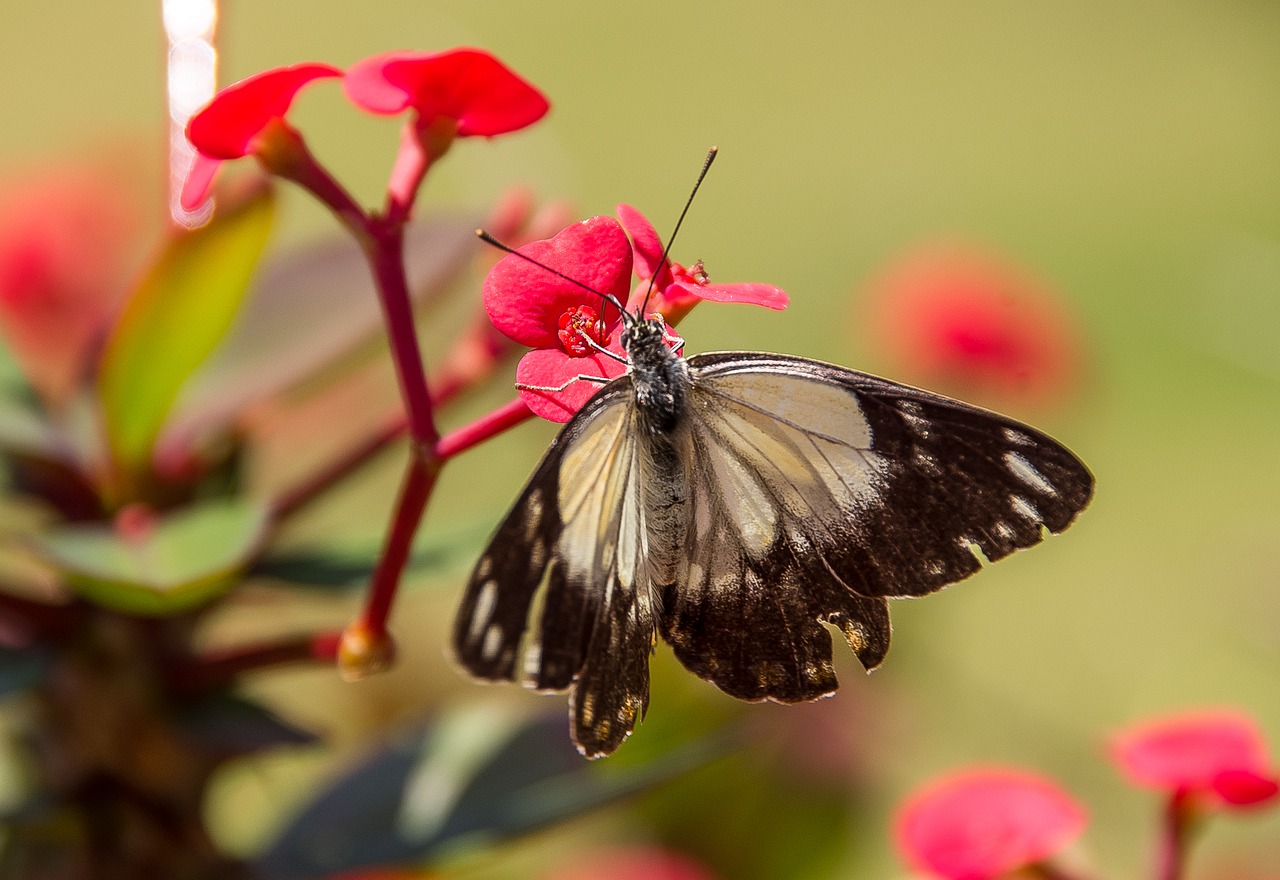 Image - caper white butterfly butterfly
