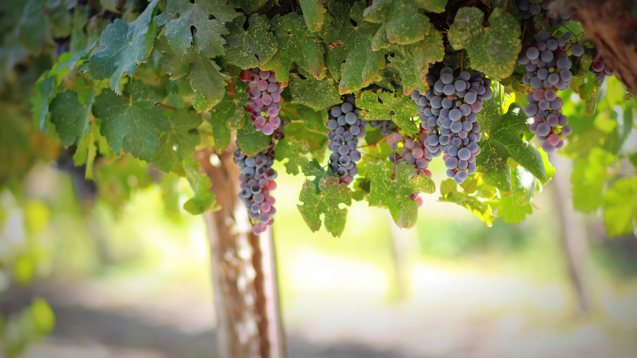 Image - grapes fruit food ripe vine
